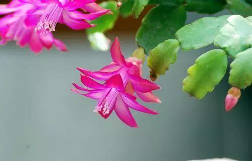 没有花的屋子, 怎么能叫做家呢? 这10种花卉养在家里最适合啦!