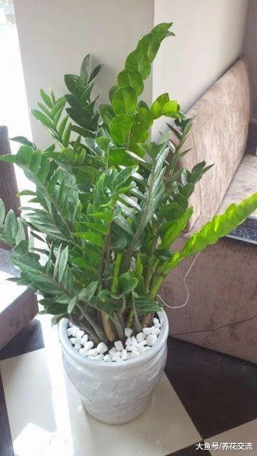 室内盆栽养护的植物注意这些浇水技巧, 养几年都不容易出问题