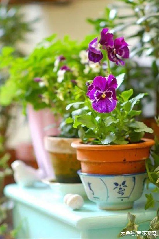 13种色彩特别艳丽的开花植物, 种满阳台能变成一片小花园