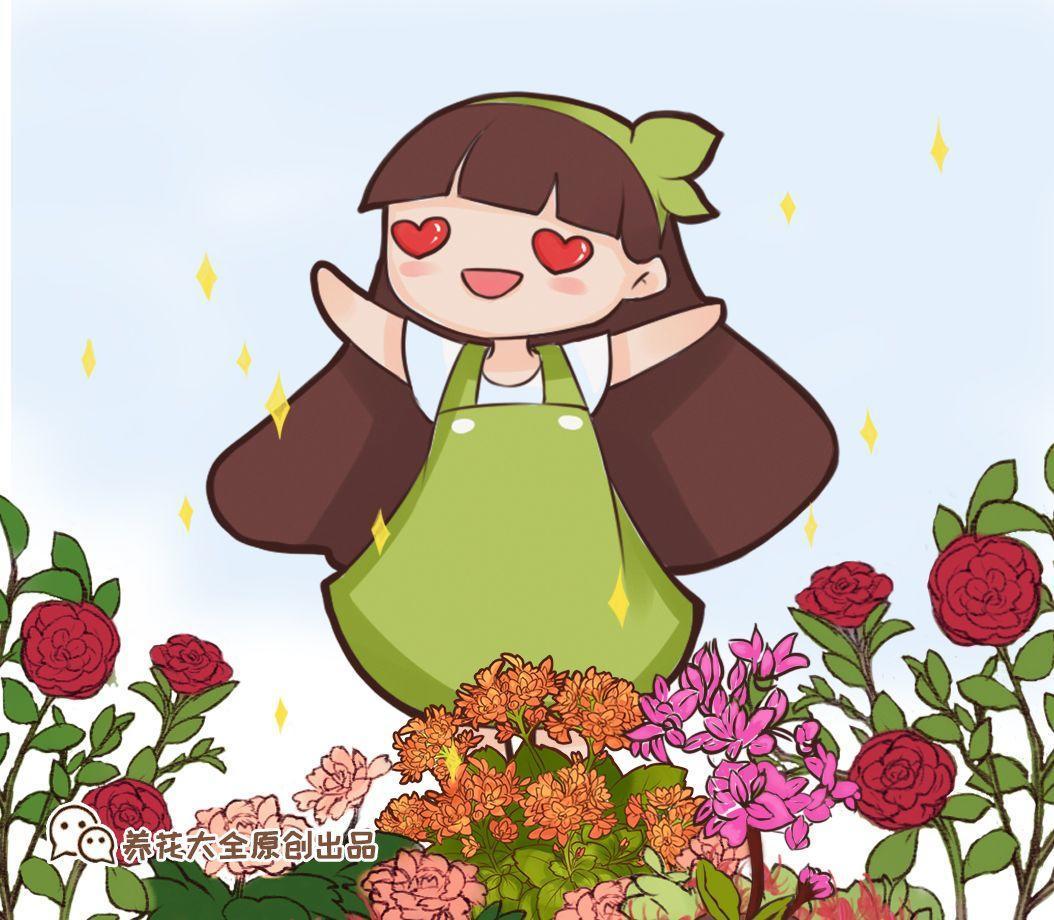 这8种花, 入秋就变开花机器, 天冷照样爆成球!