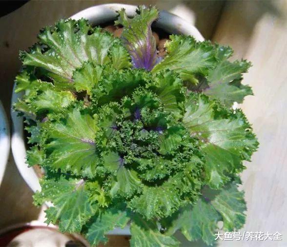 在家种上这4种花, 随吃随摘, 谁让它们长得那么好吃!
