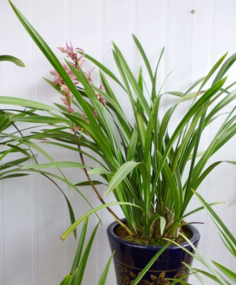 冬天在家养“兰花”, 这一点最“关键”, 根系壮花苞成串长!