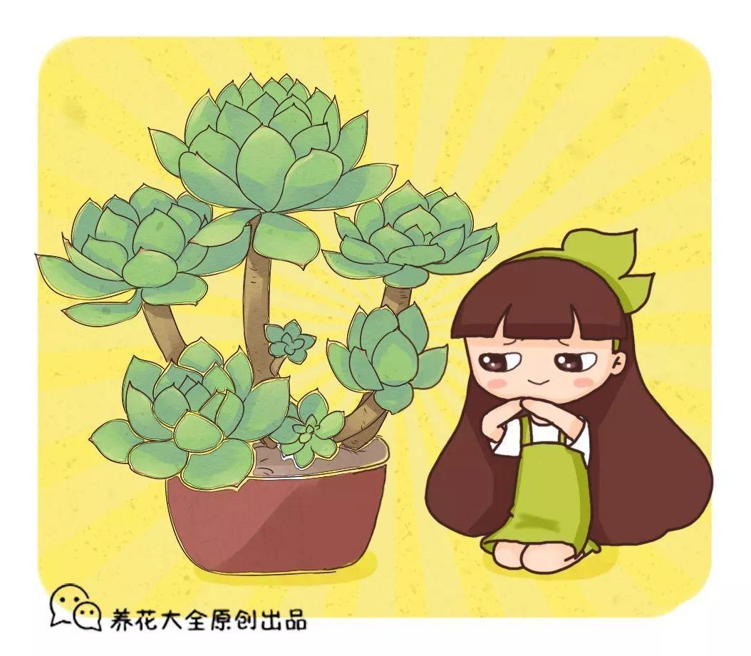 网友家的多肉种地里, 1片叶子手掌大, 真是“活久见”!