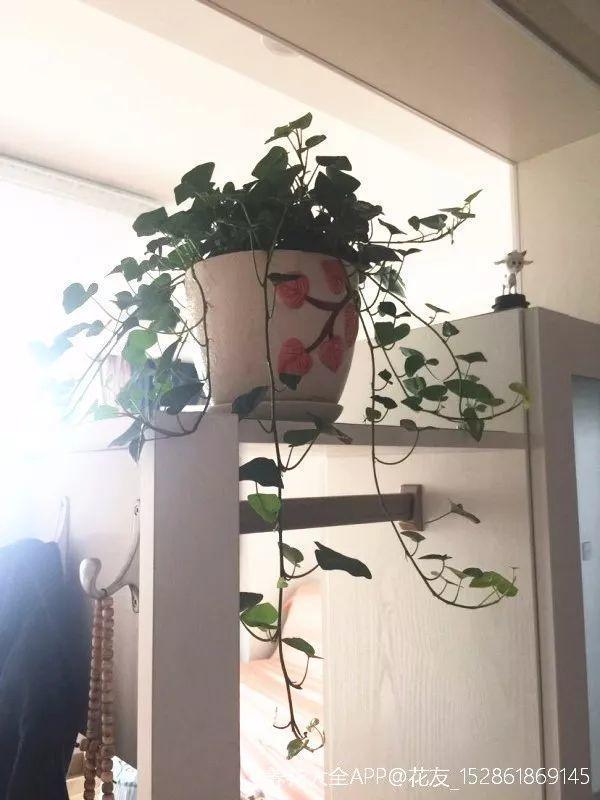客厅角落摆上1盆花, 邻居朋友羡慕得眼红, 纷纷模仿!