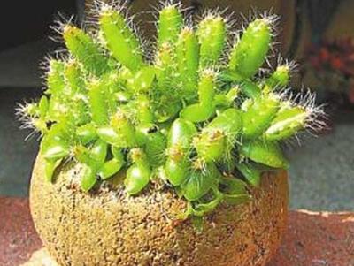 这3种水果“种子”别扔, 埋盆里10天“发芽”, 来年果子1箩筐