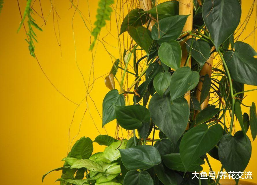 能够在室内轻松养活的7种爬藤植物, 养成窗台上的吊盆花最适宜