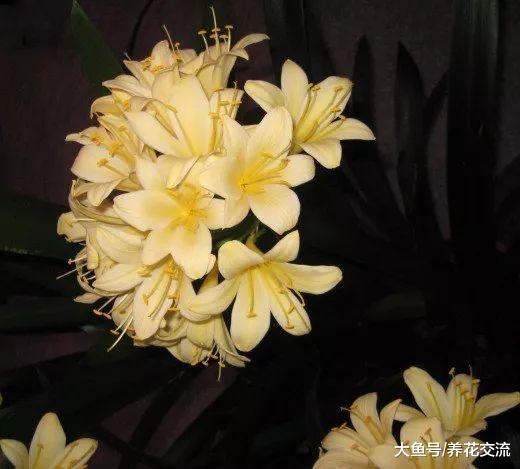 用这些方法养护君子兰就特别容易开花了, 不需要太多的照顾