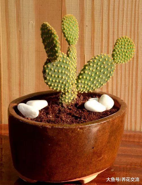 这种仙人掌长得很像兔子, 还能开出金黄色的花朵