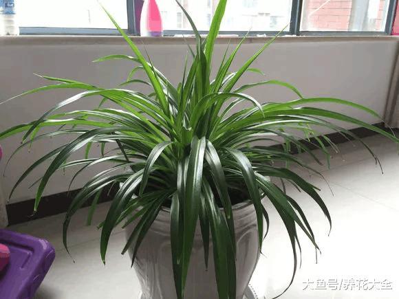 别只知道养吊兰, 这些吊兰你叫的出名字吗?