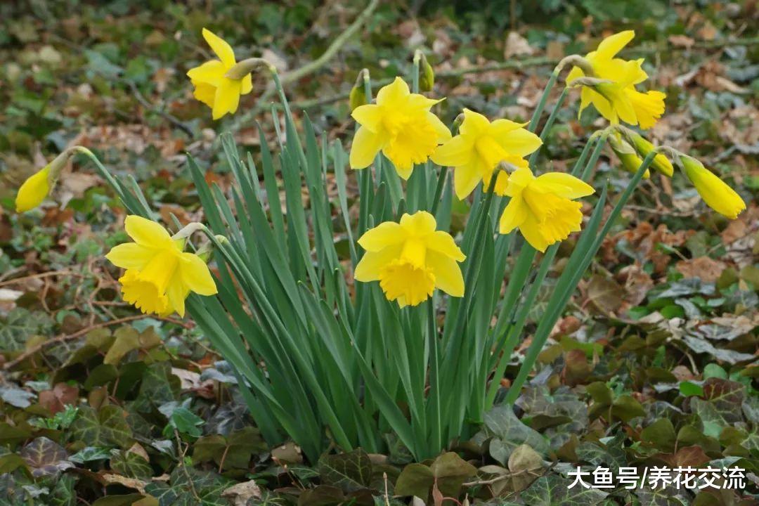 草坪种上这些球茎花卉, 没想到这么好看