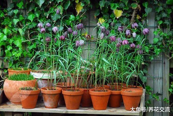 这11种有毒植物一定不要放在家里, 否则会影响人们的健康