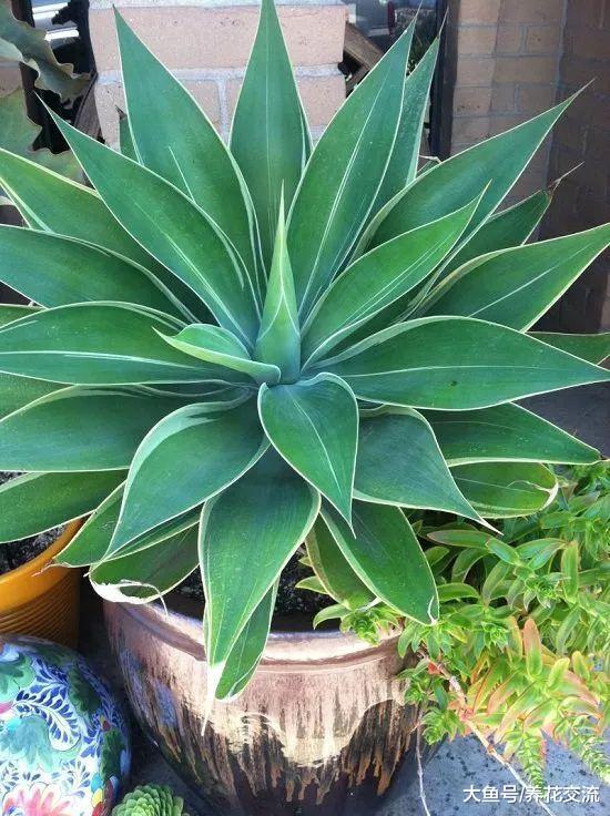 7种极其耐旱的盆栽植物, 几个月不管都能活得好好的