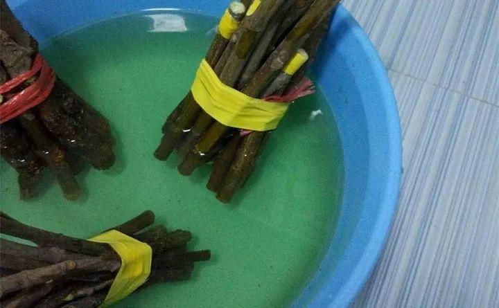 无花果别买了, 掐根枝插土里就活, 来年结果一箩筐!