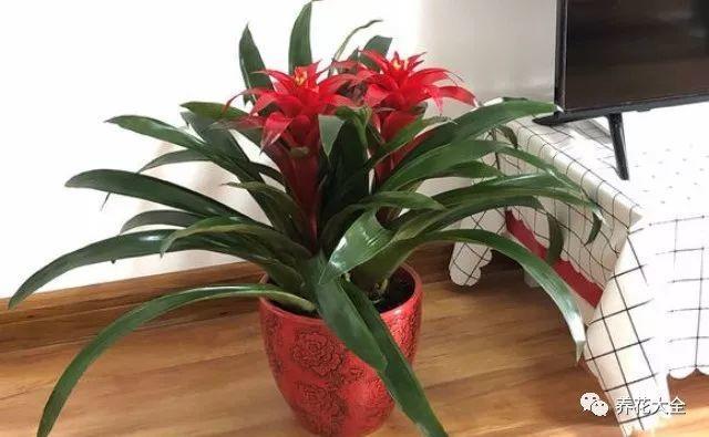 客厅里养发财树, 注意这一点, 叶子茂盛不烂根!