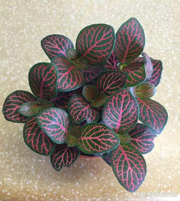 一天不浇水就容易蔫的盆栽植物, 经常把植物浇死的朋友可以养一盆