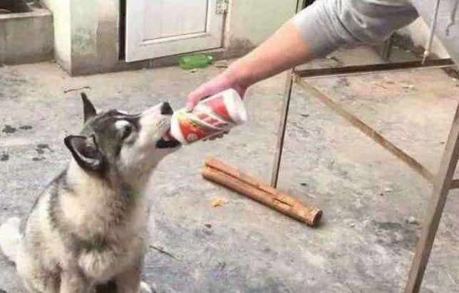 男子给爱犬喝茅台, 之后的一幕令人大开眼界, 狗狗的表情亮了!