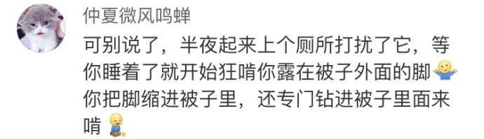 当猫咪暴躁起来, 它能骂你一宿