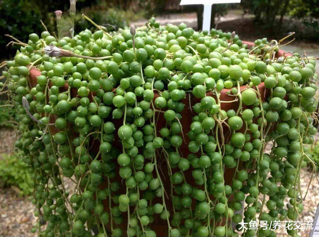 室内养珍珠吊兰常遇到的十个问题, 养好之后就能变成瀑布一般