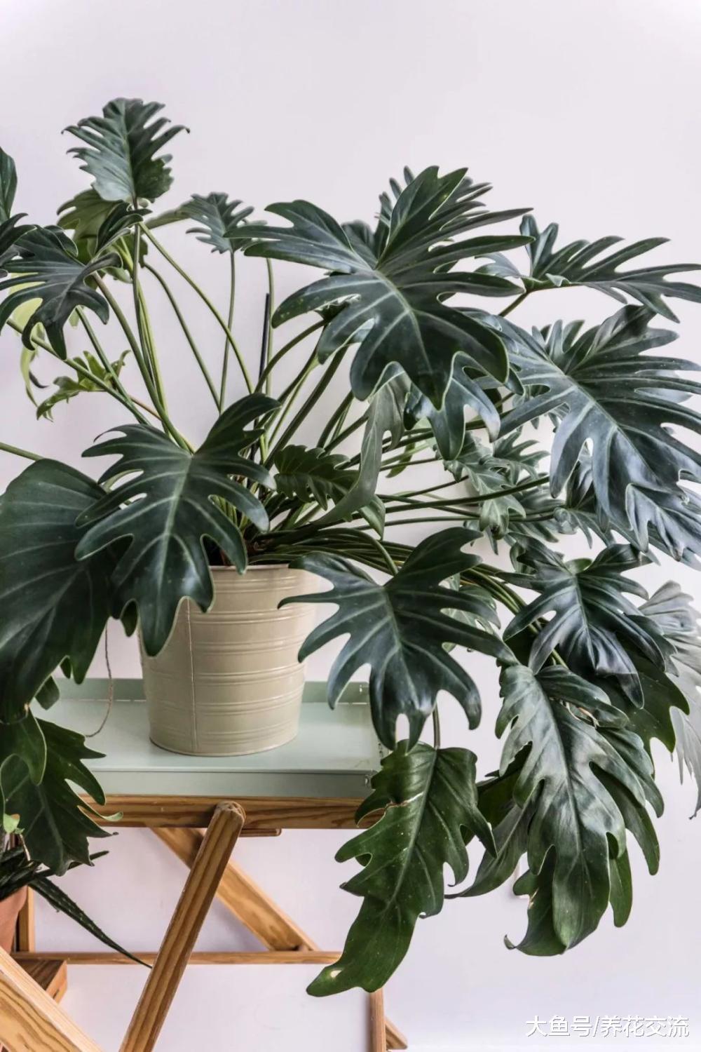 常见的15种耐阴盆栽植物, 你更青睐哪一个品种呢?