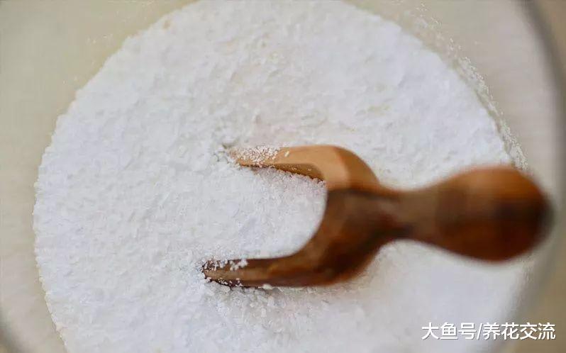 用泻盐促进月季开出灿烂的花朵, 也能很好地预防病虫害