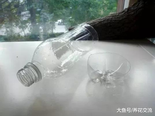 废弃的汽水瓶变成倒挂的吊盆, 将草本花卉直接种上去就能活