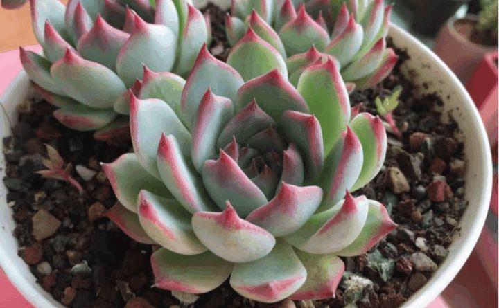 立秋也别大意, 给多肉乱晒太阳, 小心最后只剩盆!