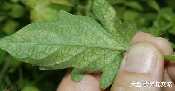 家里养的植物很容易感染红蜘蛛, 可以用这些方法防治