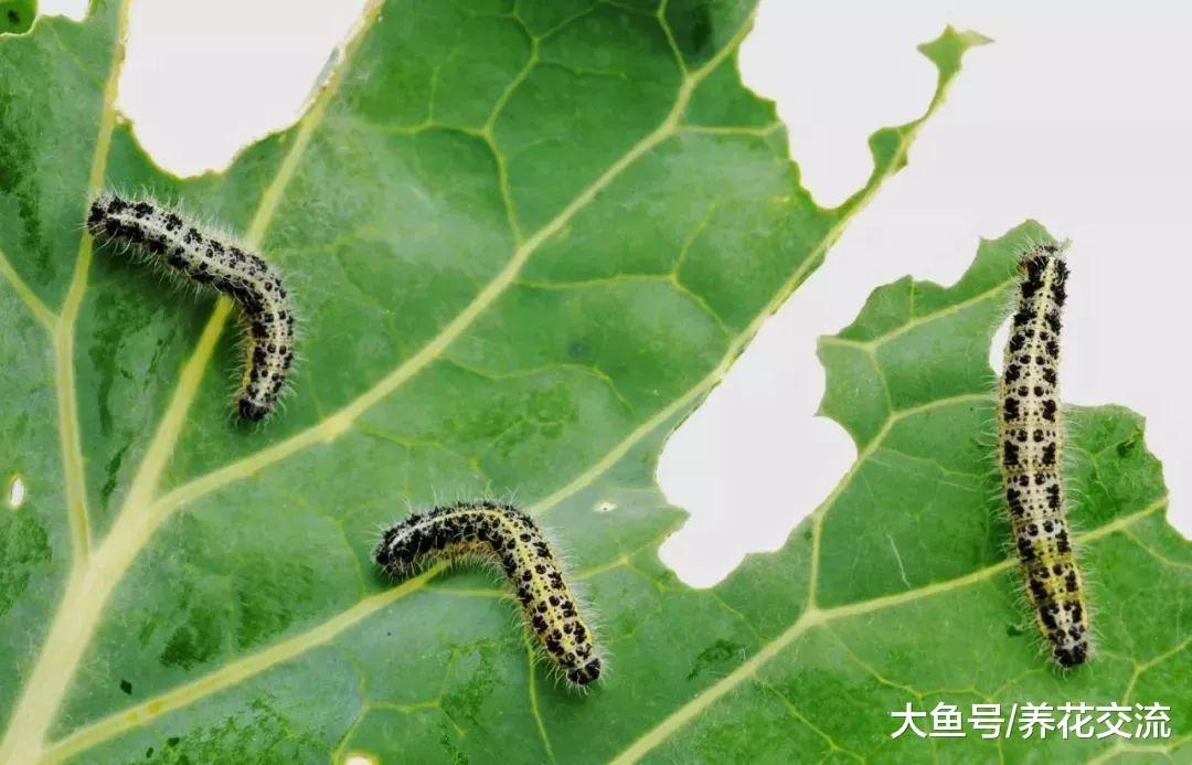 这7种植物虫害没处理好, 想要养好盆栽花卉就难了