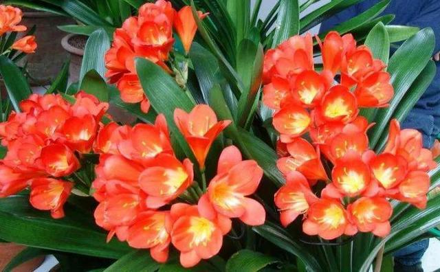 客厅养花“有讲究”, 养3种花红红火火、富贵吉祥, 懂花的人都养