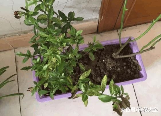 用这水浇花, 栀子黄叶变绿叶, 蹭蹭猛开花, 邻居看了都眼红!