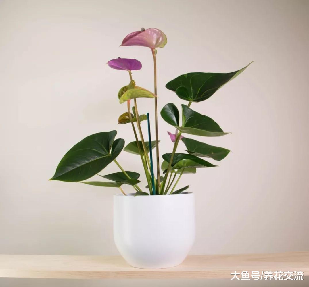 8种适合养在室内的开花植物, 养办公室的桌面上也能开花