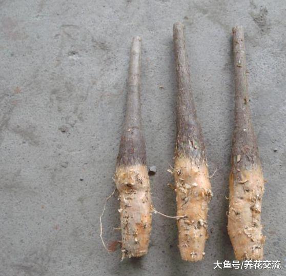 朋友的发财树叶片长黑色斑点、不断变黄, 是什么原因造成的呢?