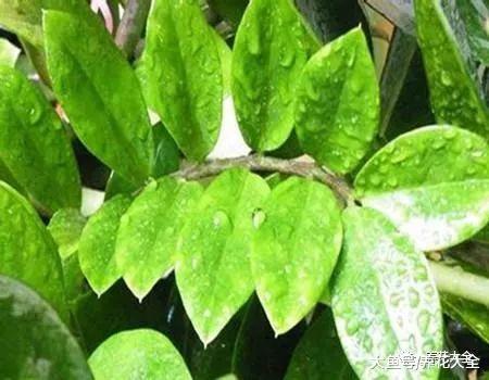 弄掉的叶子别扔, 简单一处理, 一盆变多盆!