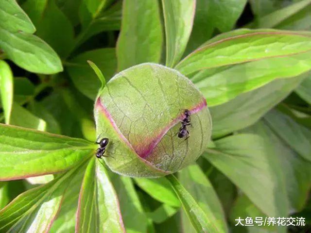 养在室外能够驱赶蚂蚁的清香植物, 减少害虫侵扰