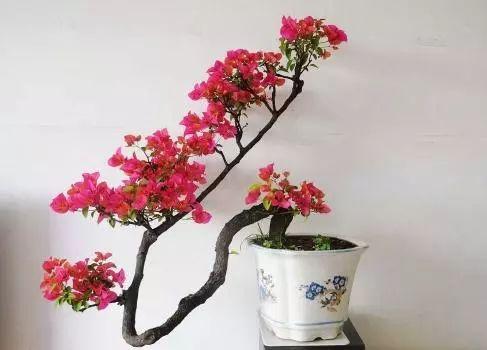 室内养殖植物, 一定要注意这些原则, 否则再细心都没用!