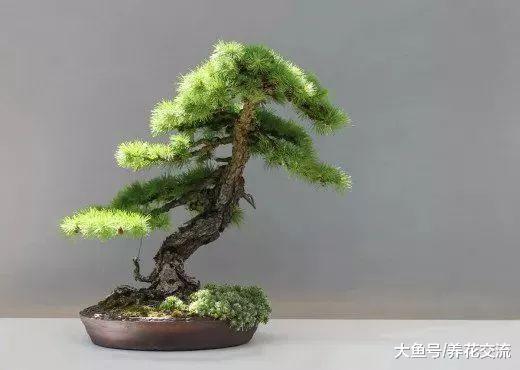 掌握养护盆景最关键的几个技巧, 盆景树养几十年都没有问题