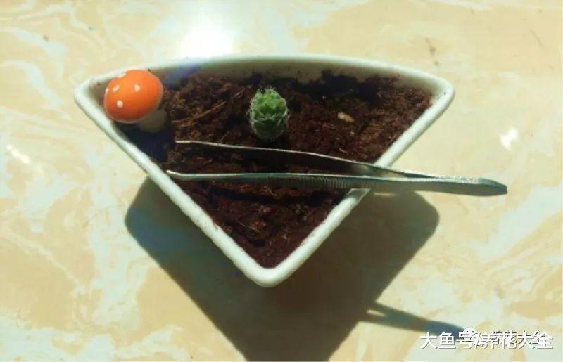 从播种到开花, 做到这几点, 月季也能爬满墙!