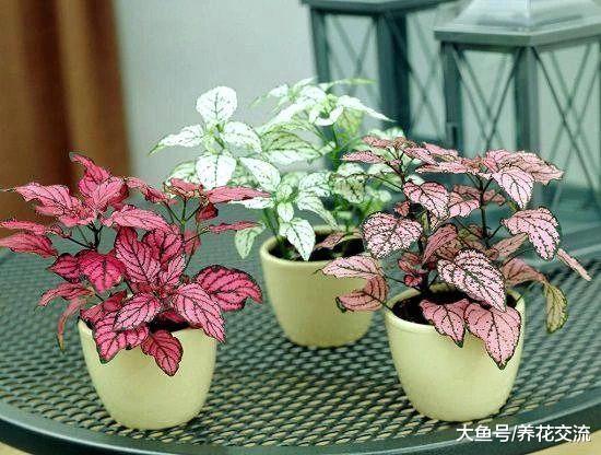 浴室里面养这些植物, 可以让你的生活更加健康