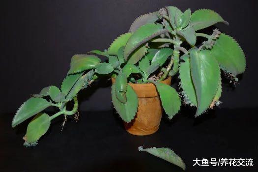 你喜欢的懒人植物都在这里, 这些盆栽几个月不浇水也能存活