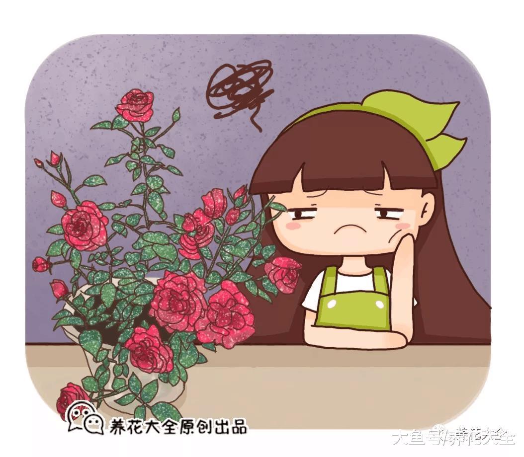 月季就是药罐子? 学会这5个技巧, 保你月月开花不招虫!