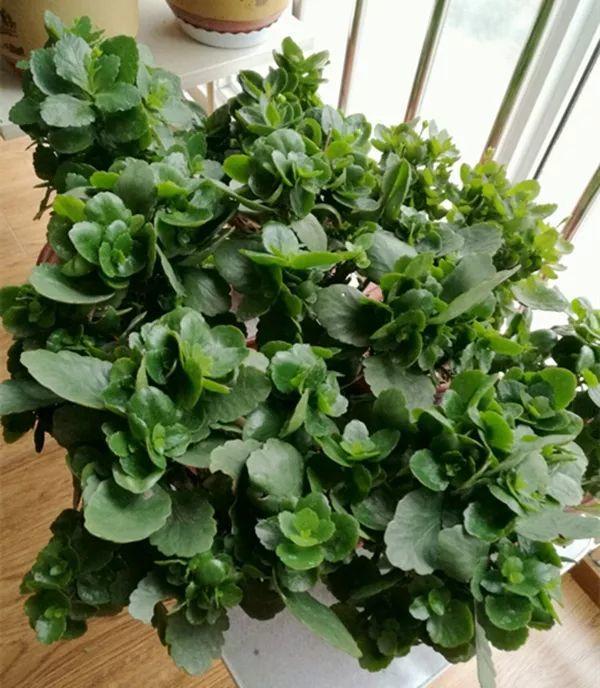 长寿花光长叶? 现在掐2下, 春节开成大花球!