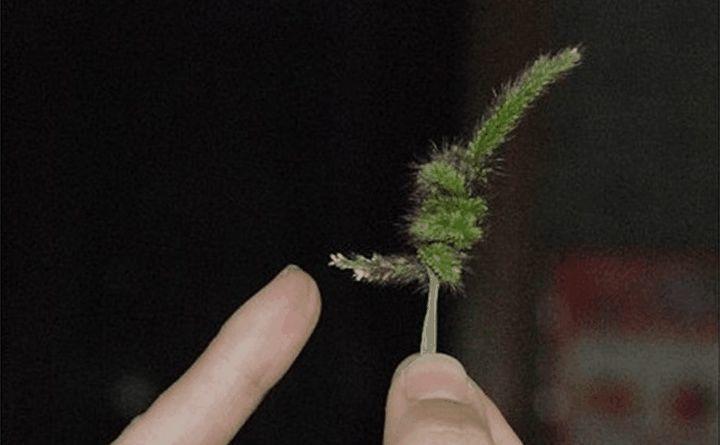 狗尾巴草的兔子, 红薯叶的项链, 这是属于童年的记忆!