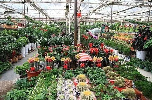 买回家的植物, 怎么养护都不开花怎么办? 早看早知道!