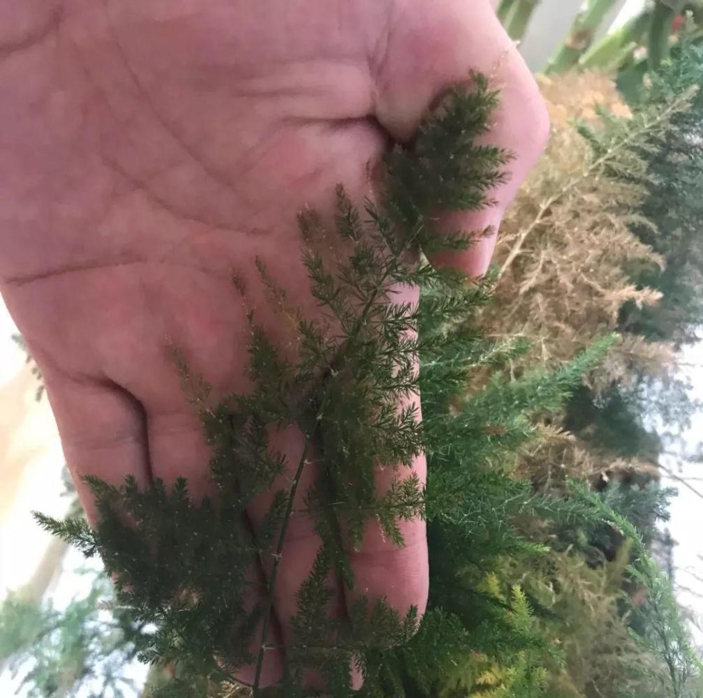 文竹喝点营养水, 叶子不黄了, 一夜冒芽绿油油!