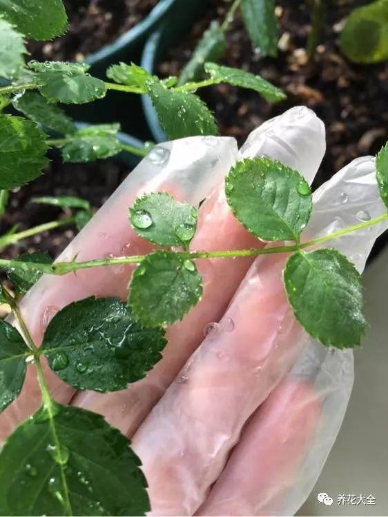 茉莉撒点这个粉, 40℃也能长, 想开几次开几次!