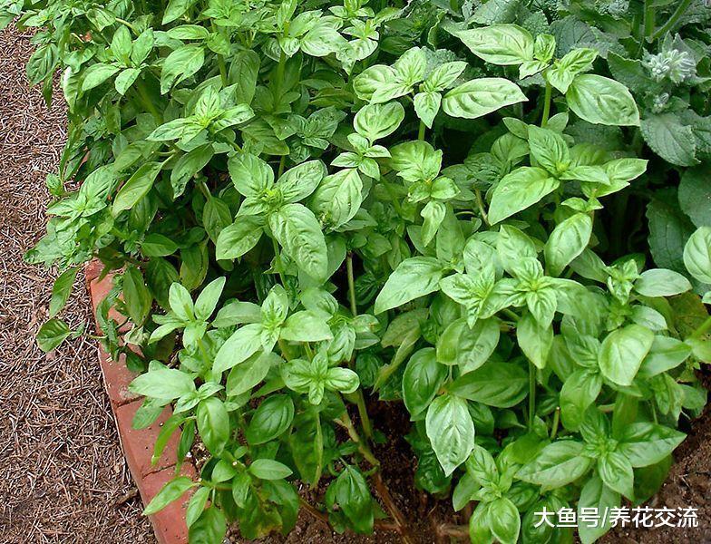 5种养在院子里特别容易的花园植物, 春暖后就可以直接播种繁殖