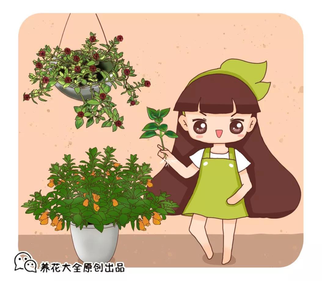 10种常见“吊兰”, 你家养的是哪种? 不认识就丢人了