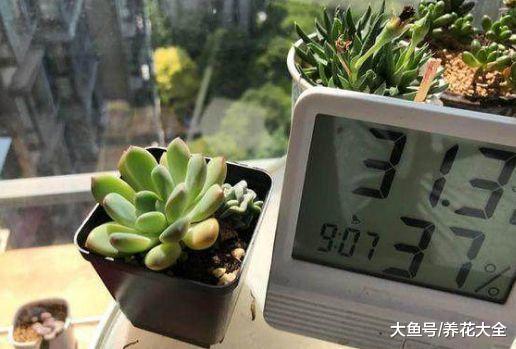 多肉塞到冰箱里, 最后越变越红, 砰砰爆出5个头!