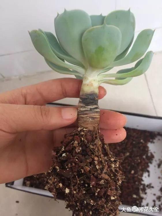 玉蝶黑腐烂根了? 试试这一招, 还能重新长!