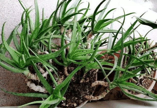 养花土硬邦邦? 这样来改善, 花才能呼呼长个!